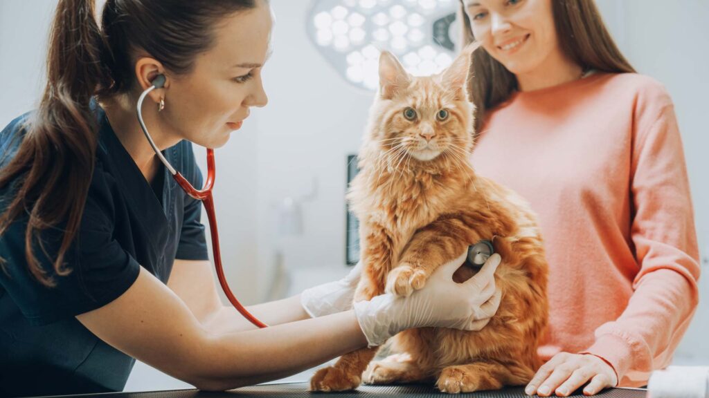 cat being checked by vet