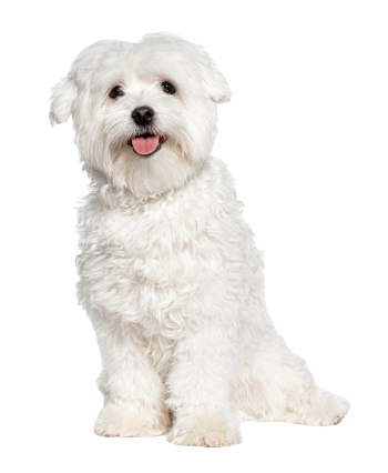 cutout image of dog smiling and happy