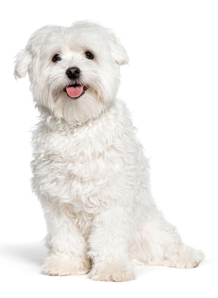 white dog happy smiling